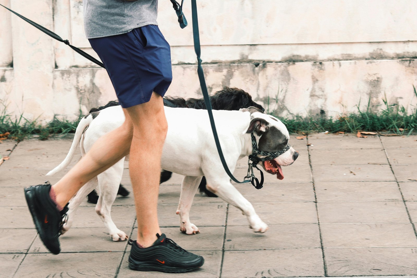 Paseo con perro